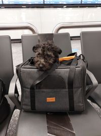 20211206_Gordon in seiner Flugtasche im Flughafen Budapest